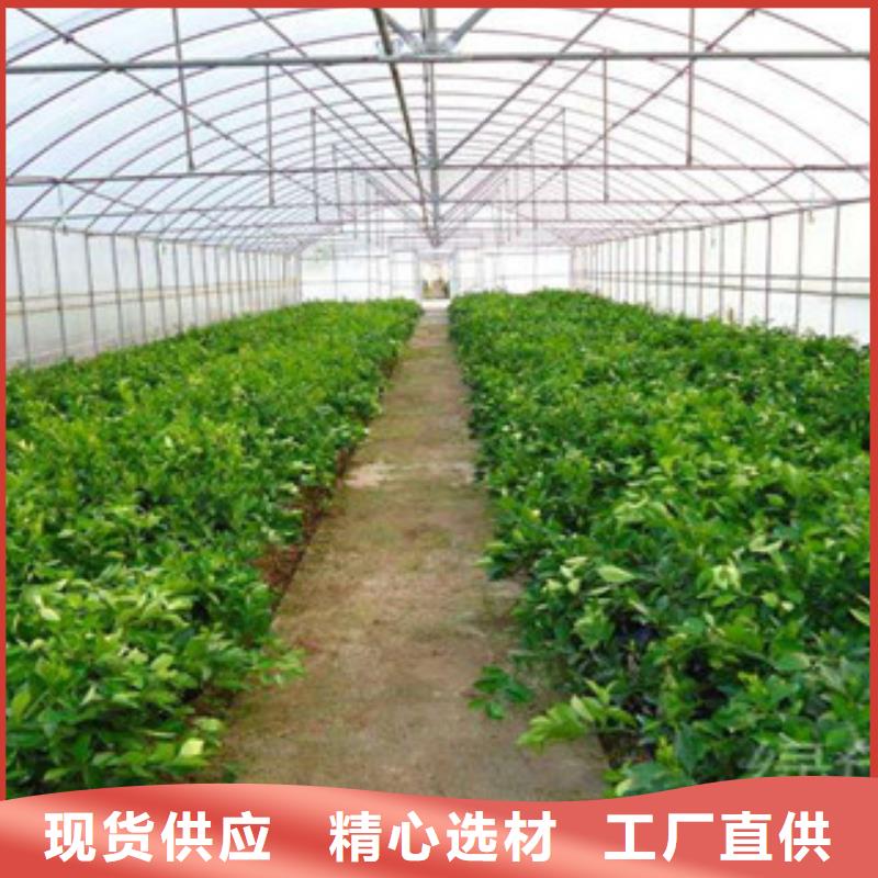 西藏林芝同城米林县温室大棚管 1.2寸蔬菜大棚管