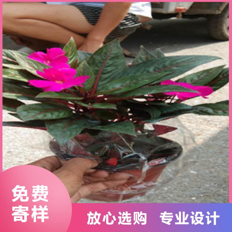 红花韭兰苗种植基地品质无所畏惧