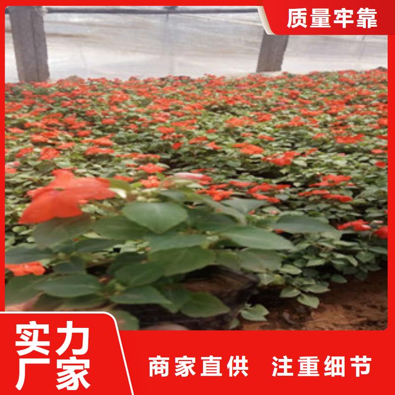 红花韭兰苗批发种类多质量好