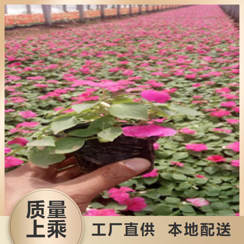 红花韭兰苗全国发货种类多质量好