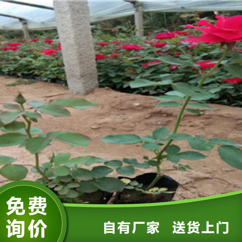 红花韭兰苗种植基地品质做服务