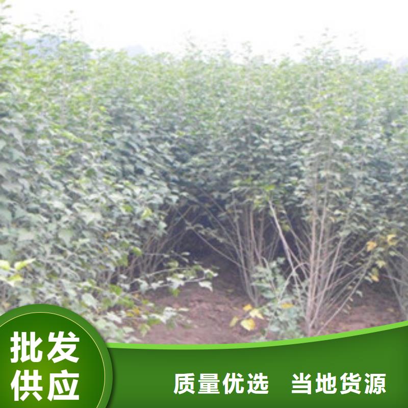 大叶黄杨苗种植基地品质做服务