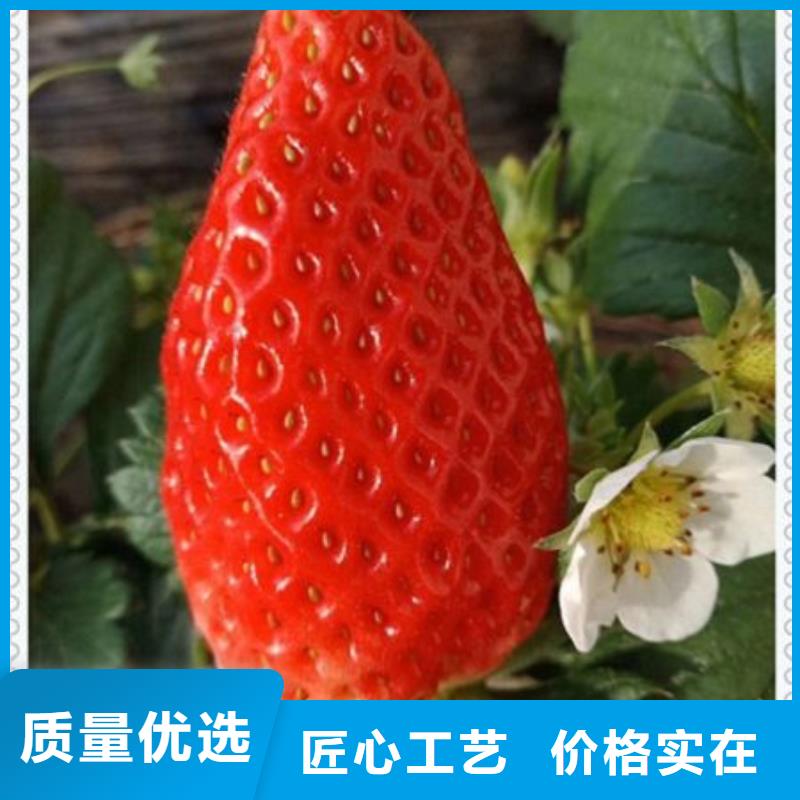 草莓苗厂家批发同城生产厂家