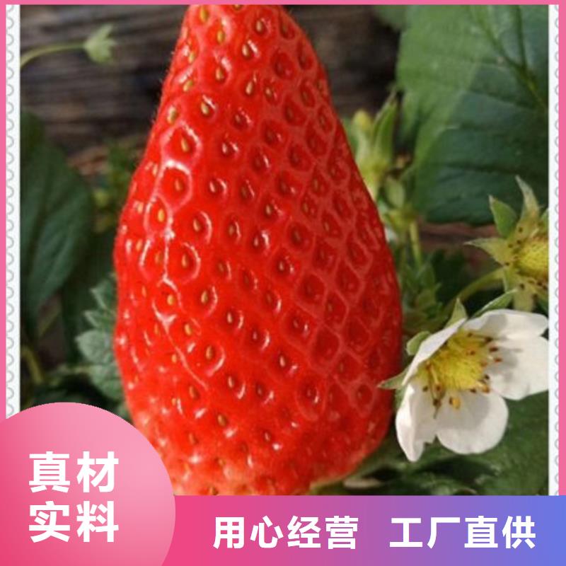 草莓苗规格材质附近货源