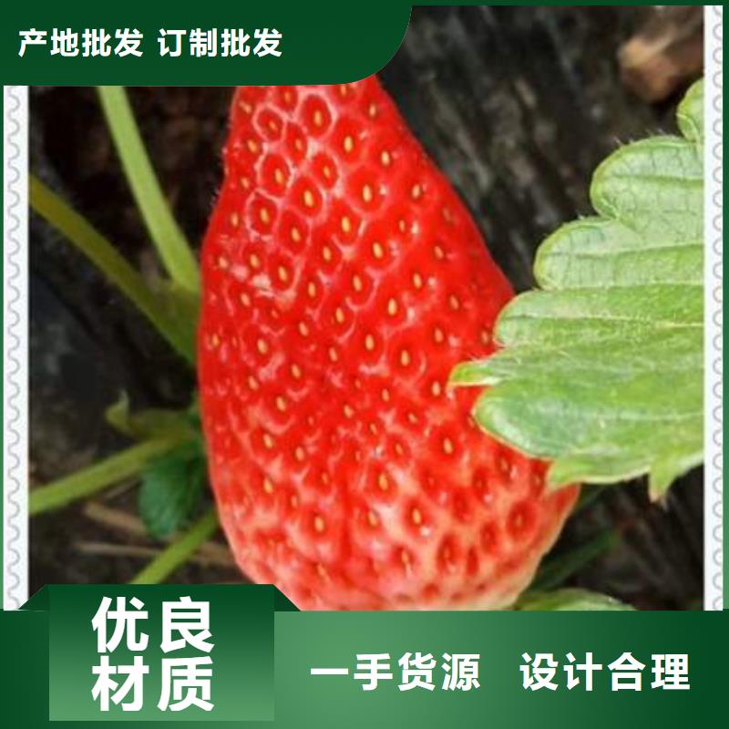 买草莓苗全国统一价一站式采购方便省心