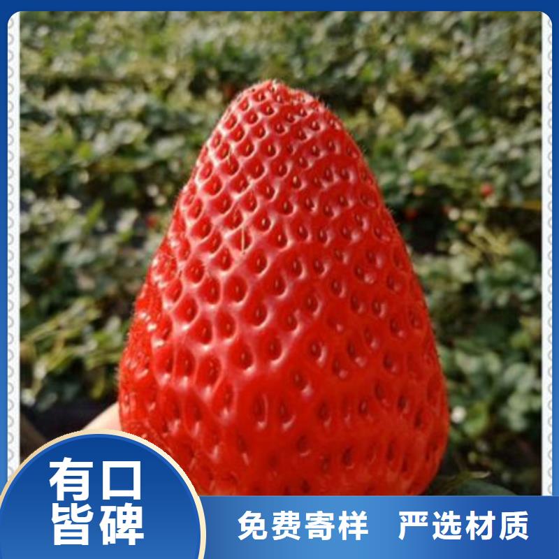 生产草莓苗厂家-可定制专注细节使用放心