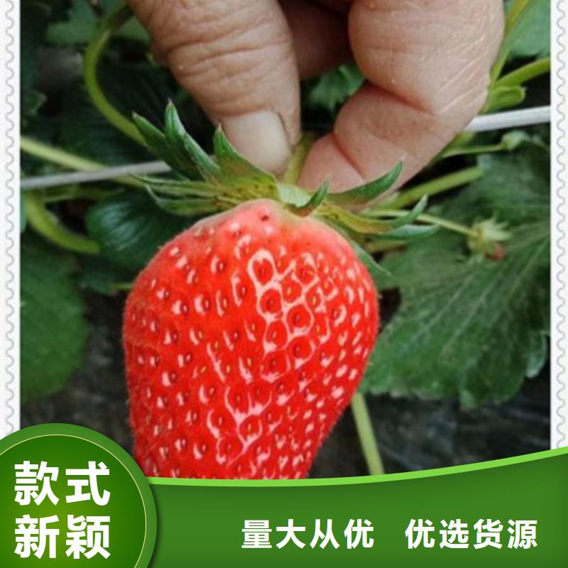 草莓苗品质有保障本地经销商