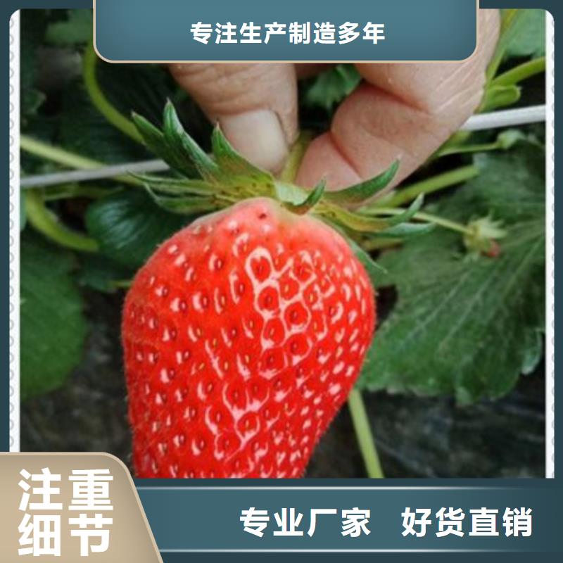 草莓苗大企业好品质今日新品