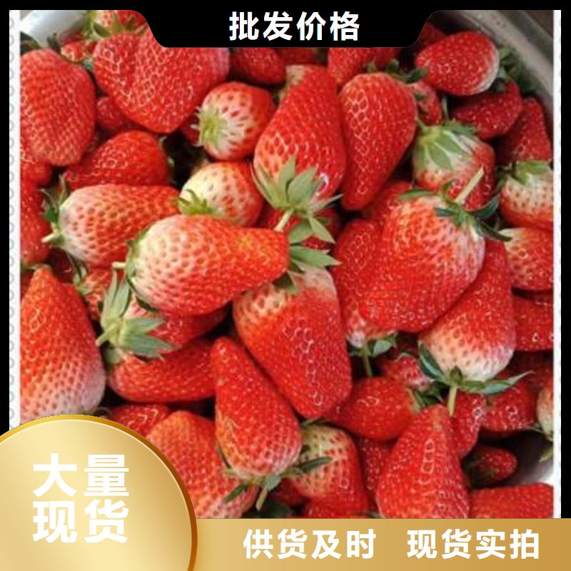 甄选：草莓苗厂家同城公司