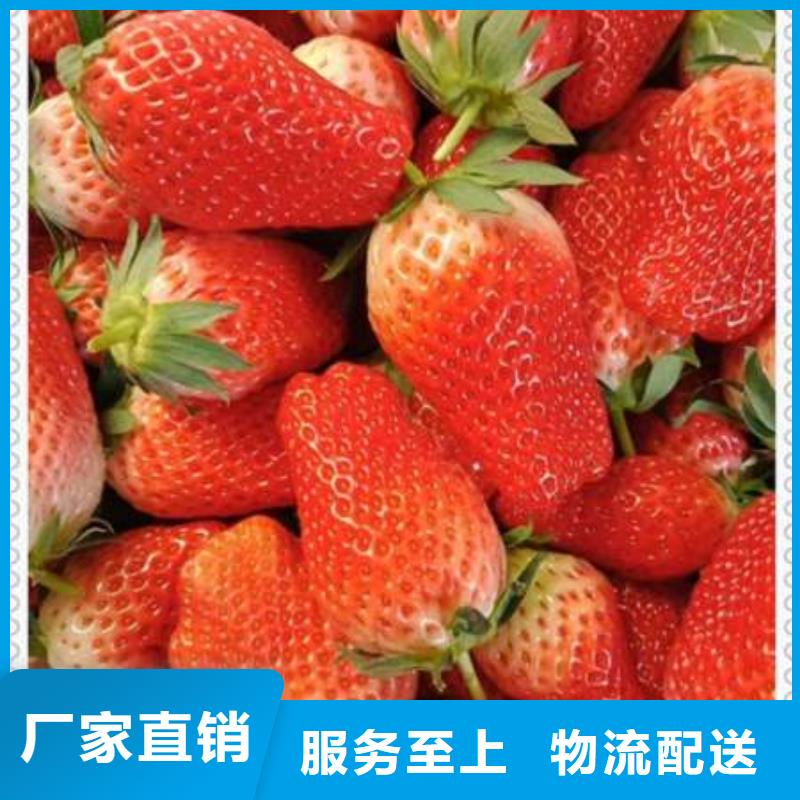 草莓苗-按需定制附近经销商