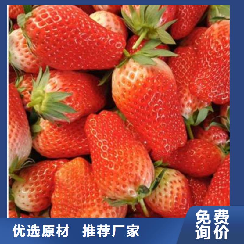 草莓苗、草莓苗厂家-价格合理当地厂家
