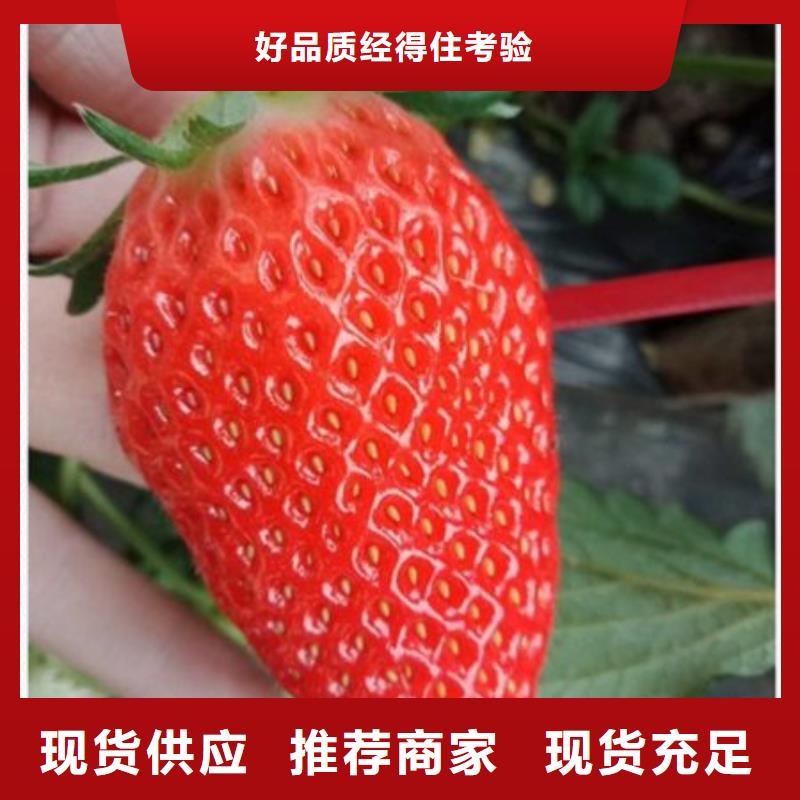 草莓苗正规生产厂家欢迎来厂考察