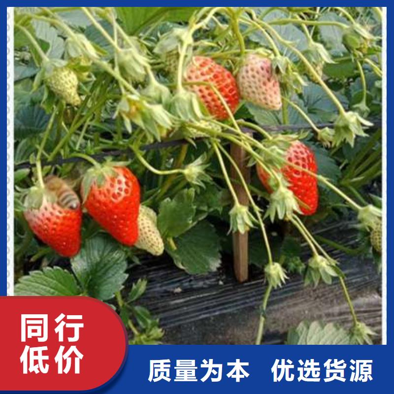 选草莓苗认准兴海苗木种植合作社好品质售后无忧