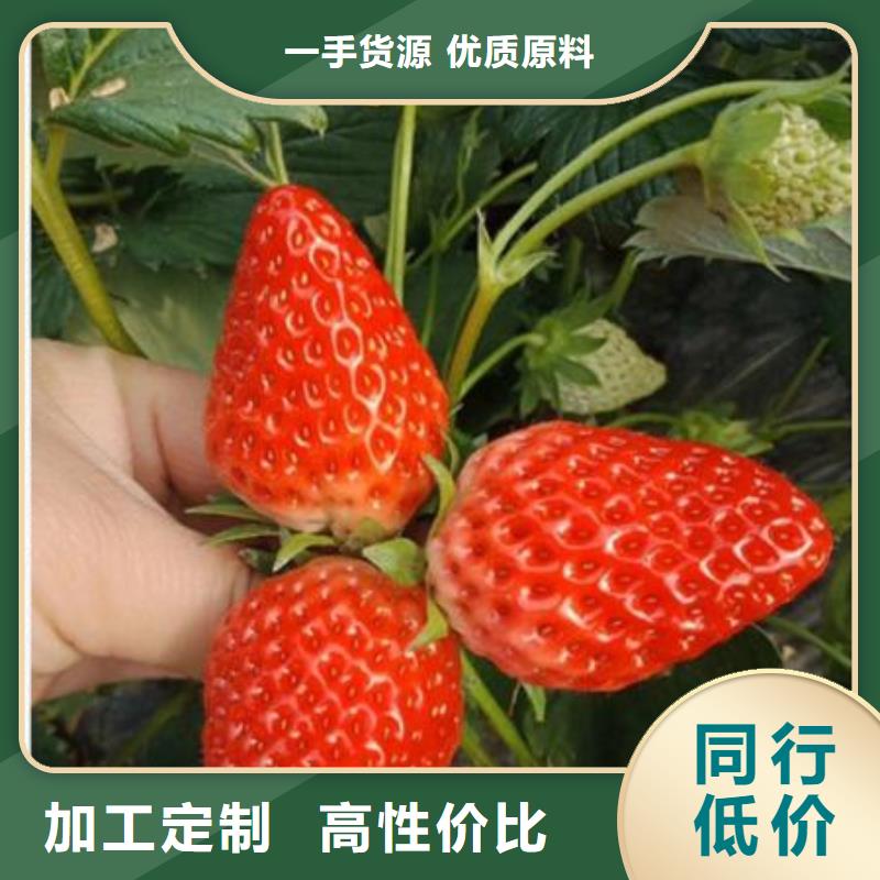 重信誉草莓苗供货厂家本地厂家