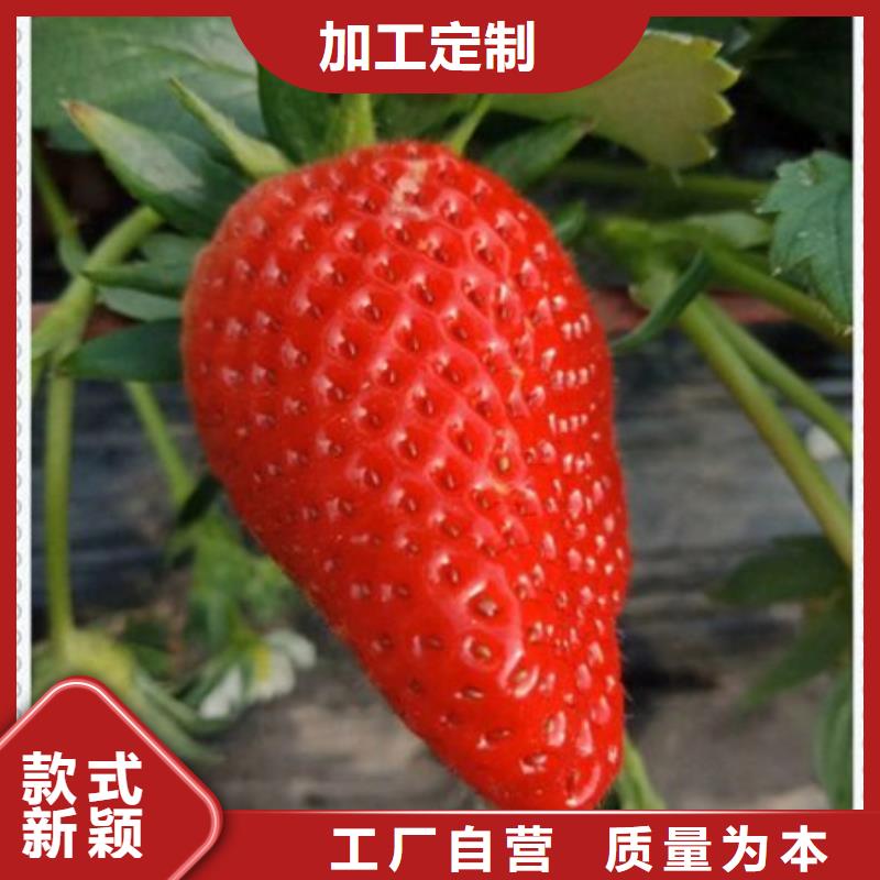 草莓苗厂家及时发货性能稳定
