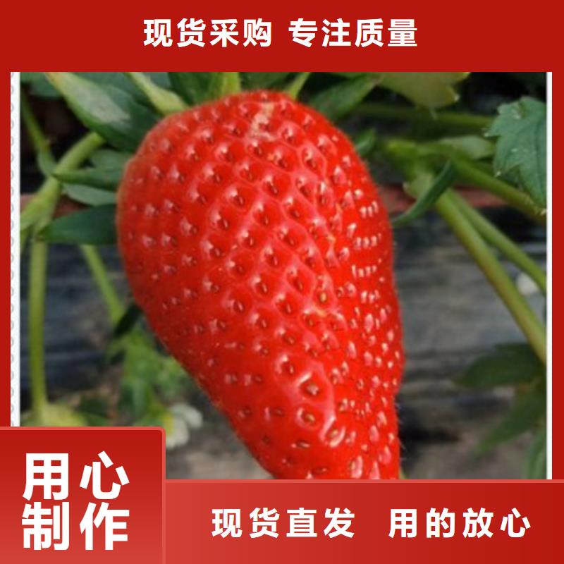 草莓苗、草莓苗生产厂家-厂家直销安全放心