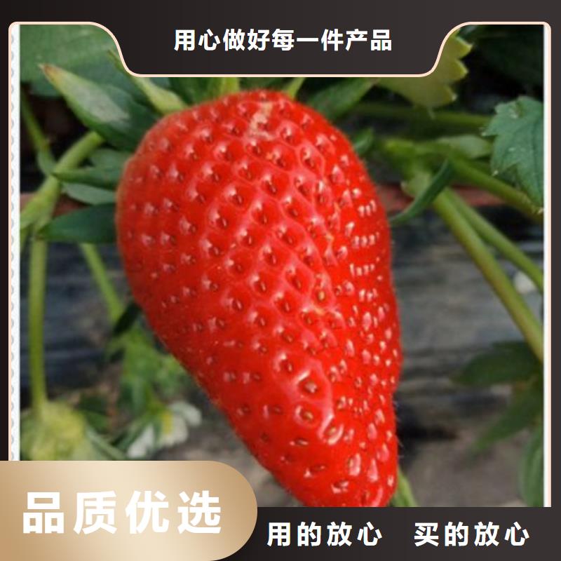 诚信的草莓苗生产厂家安心购