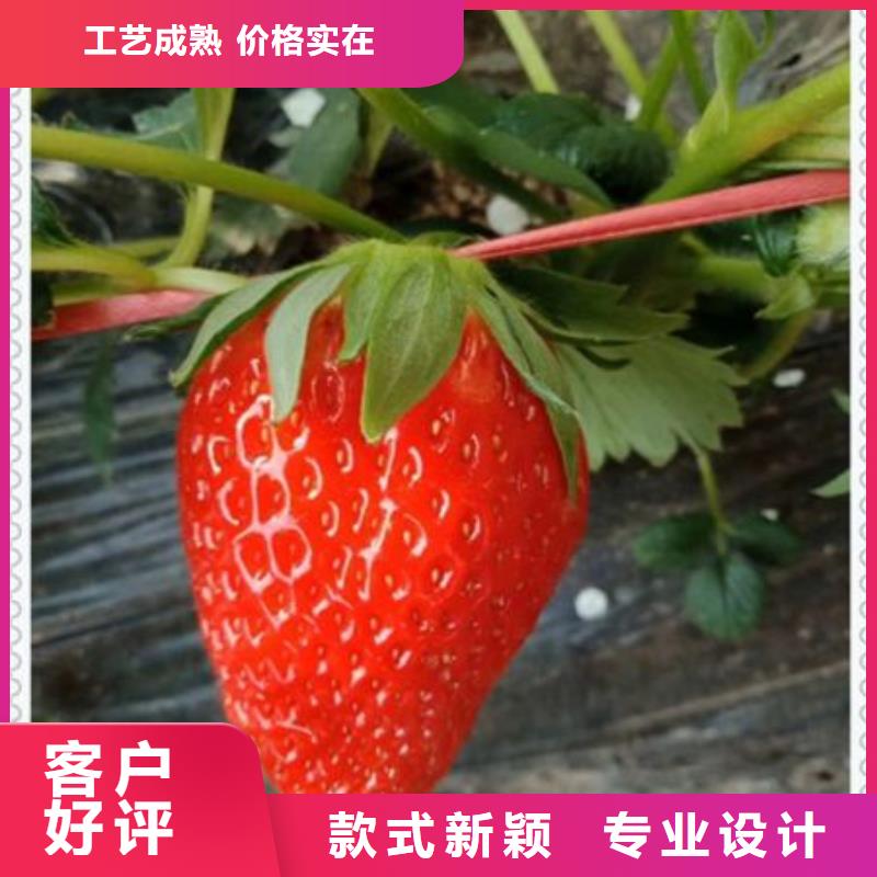 草莓苗-草莓苗供货商用心做好每一件产品
