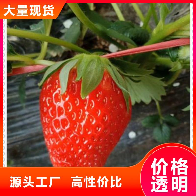 供应草莓苗_诚信企业当地货源