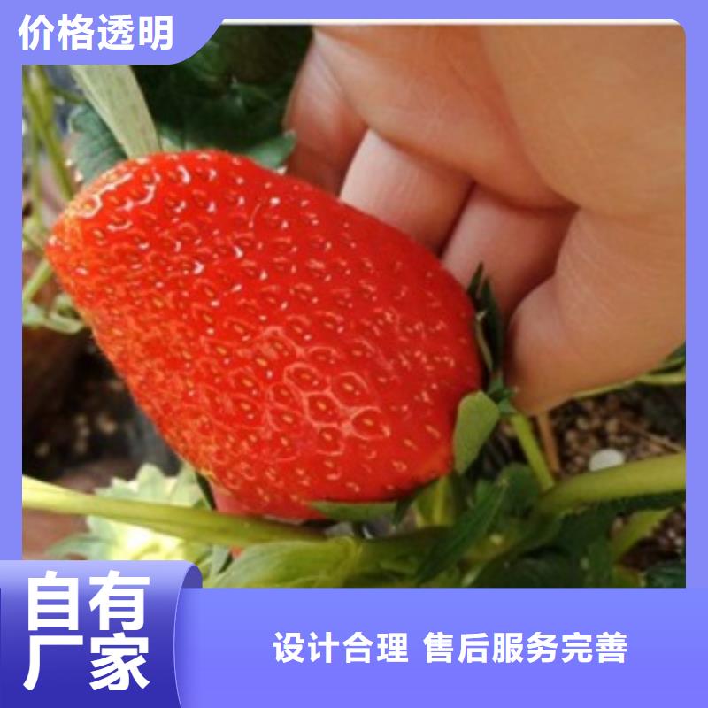 生产草莓苗_品牌厂家闪电发货