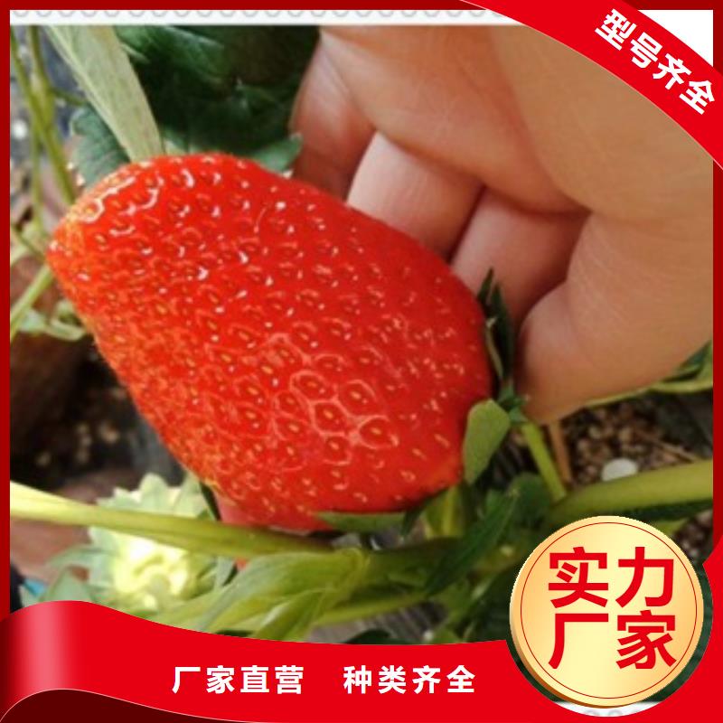 草莓苗价格|厂家当地厂家