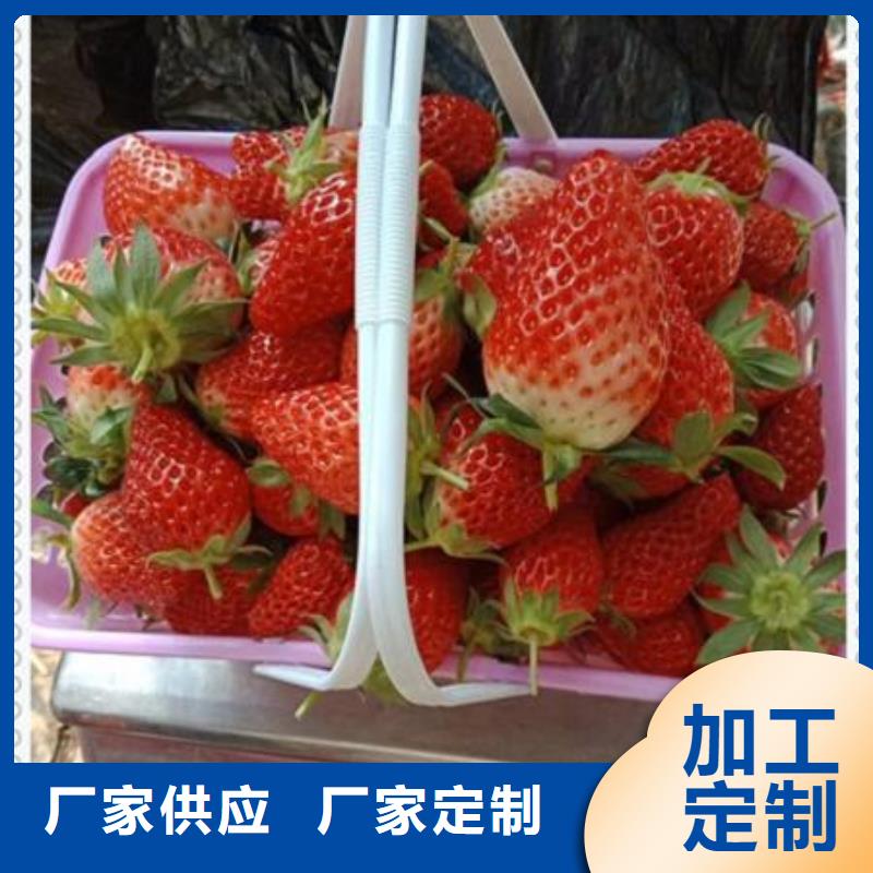 草莓苗-草莓苗品质保证品类齐全