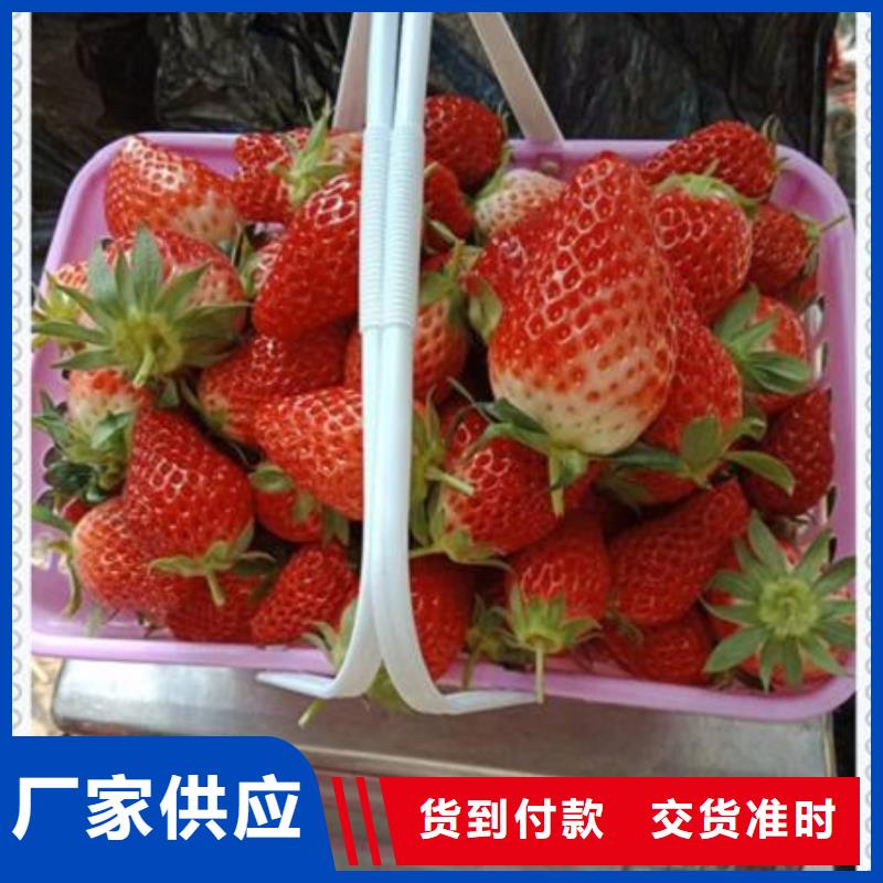 草莓苗欢迎来厂考察当地供应商