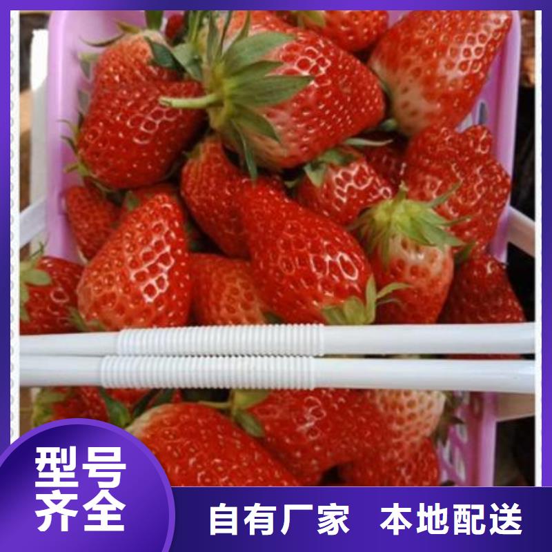 销售草莓苗的厂家本地经销商