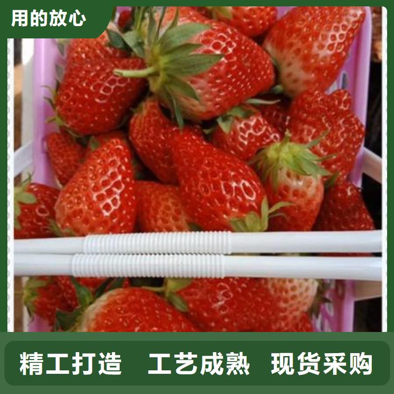 质量好的草莓苗厂家批发追求品质