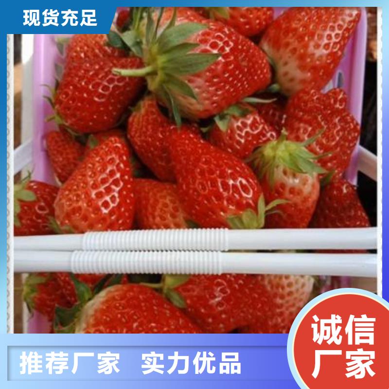 草莓苗、草莓苗厂家直销-发货及时物流配送