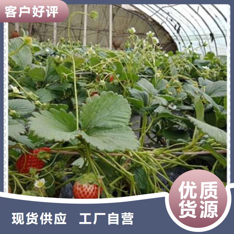 草莓苗提供定制本地生产厂家