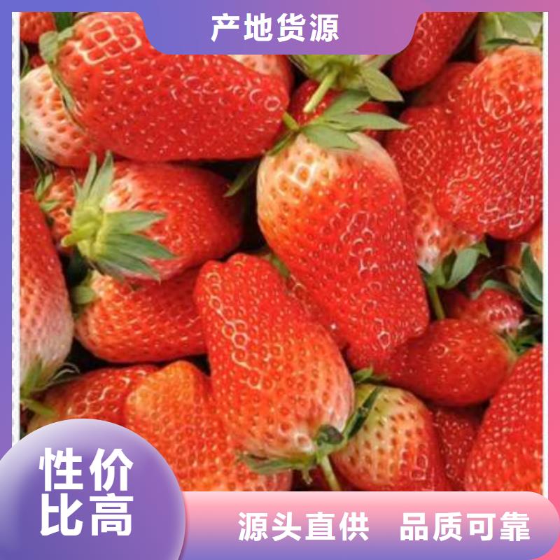 质量可靠的草莓苗基地同城经销商