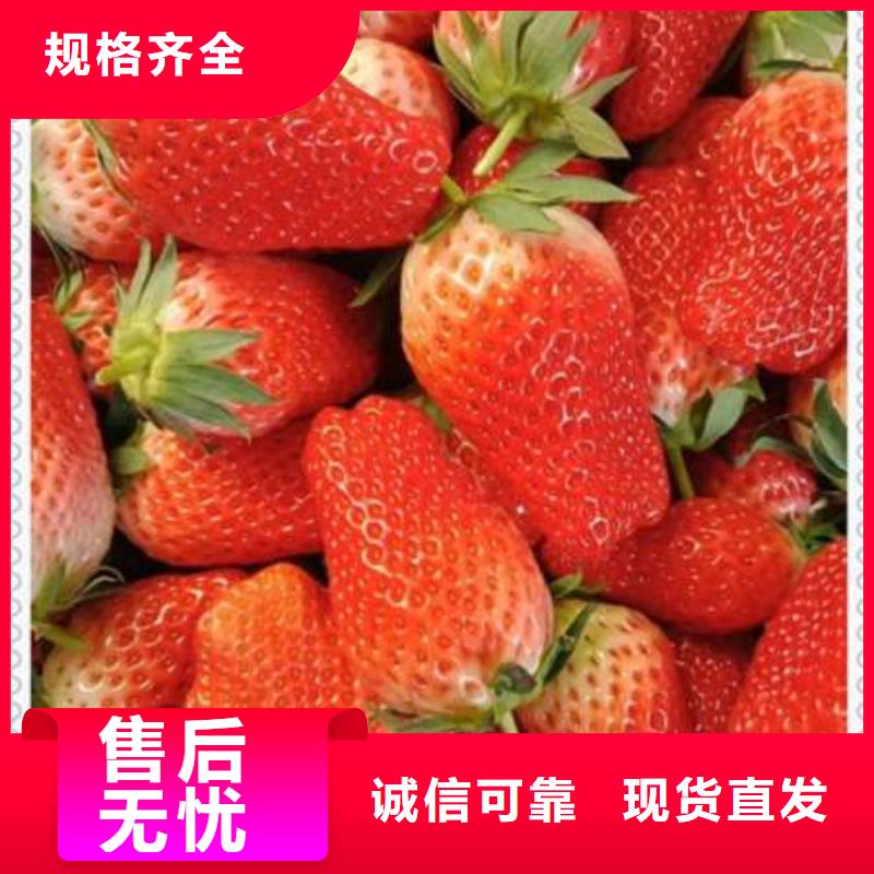 #草莓苗#-质优价廉现货