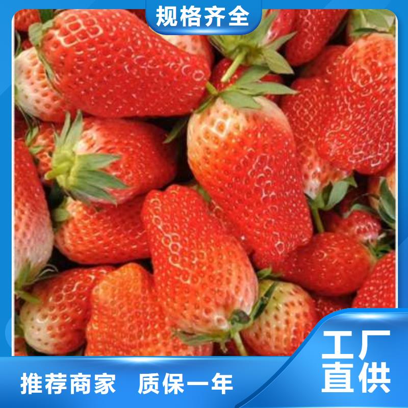 草莓苗送货上门打造行业品质