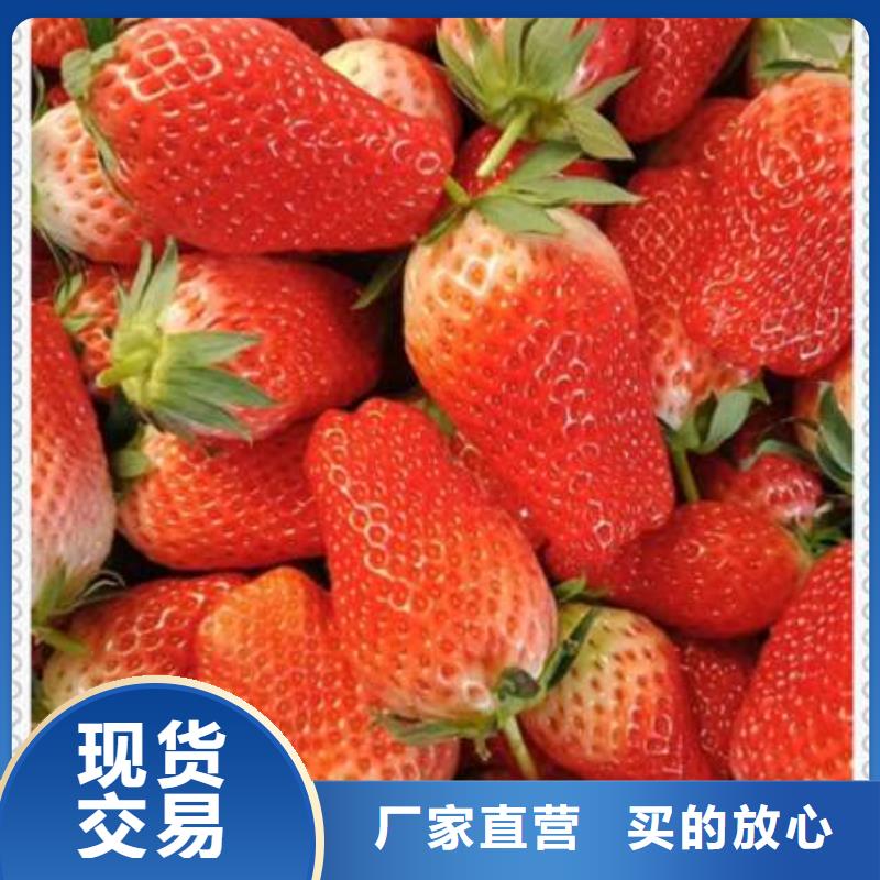 草莓苗-质量不用愁定制批发