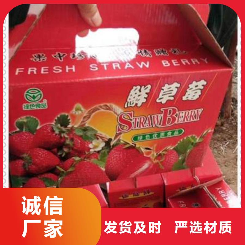 草莓苗销售报价源头厂家经验丰富