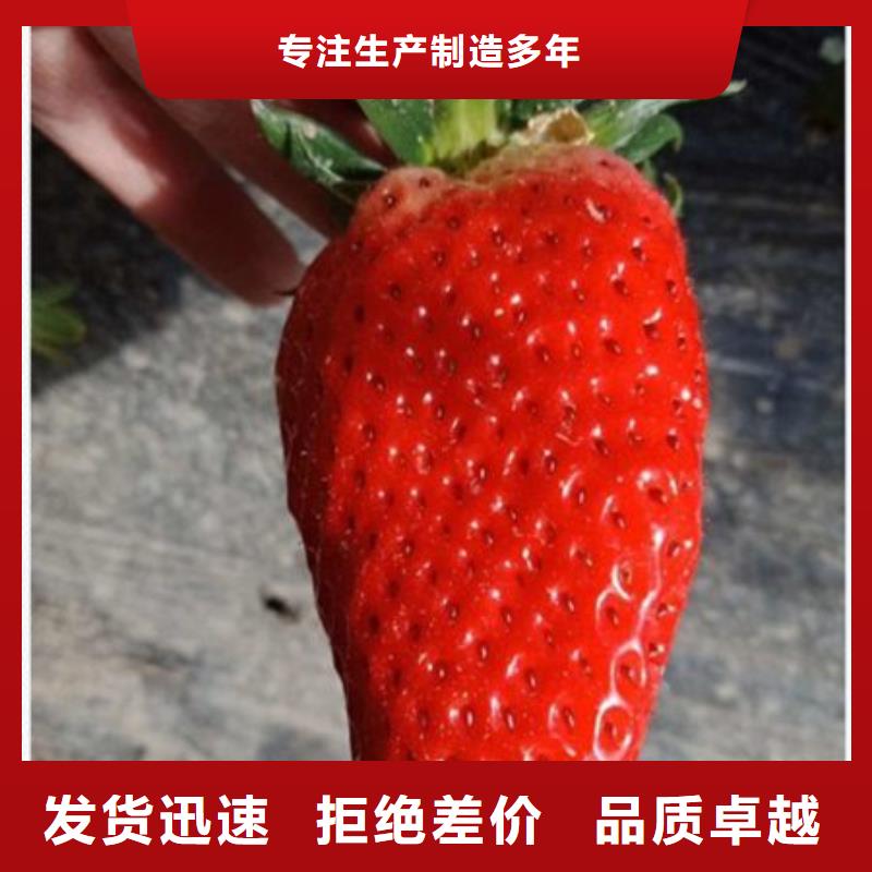 草莓苗_草莓苗生产厂家厂家直销售后完善