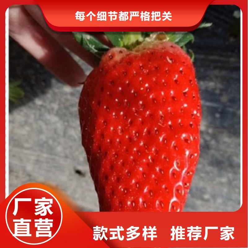 草莓苗合作厂家厂家自营