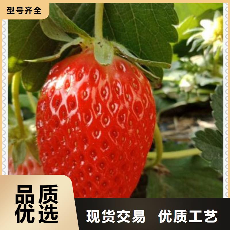 信誉好的草莓苗厂家_质量保证附近厂家