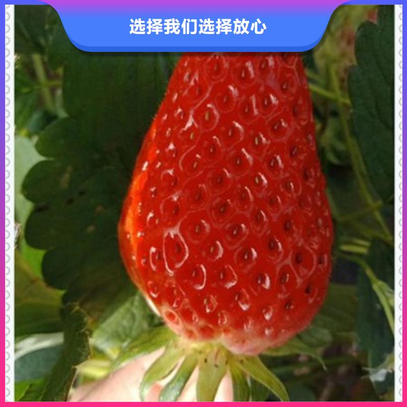 常年供应草莓苗-大型厂家附近货源