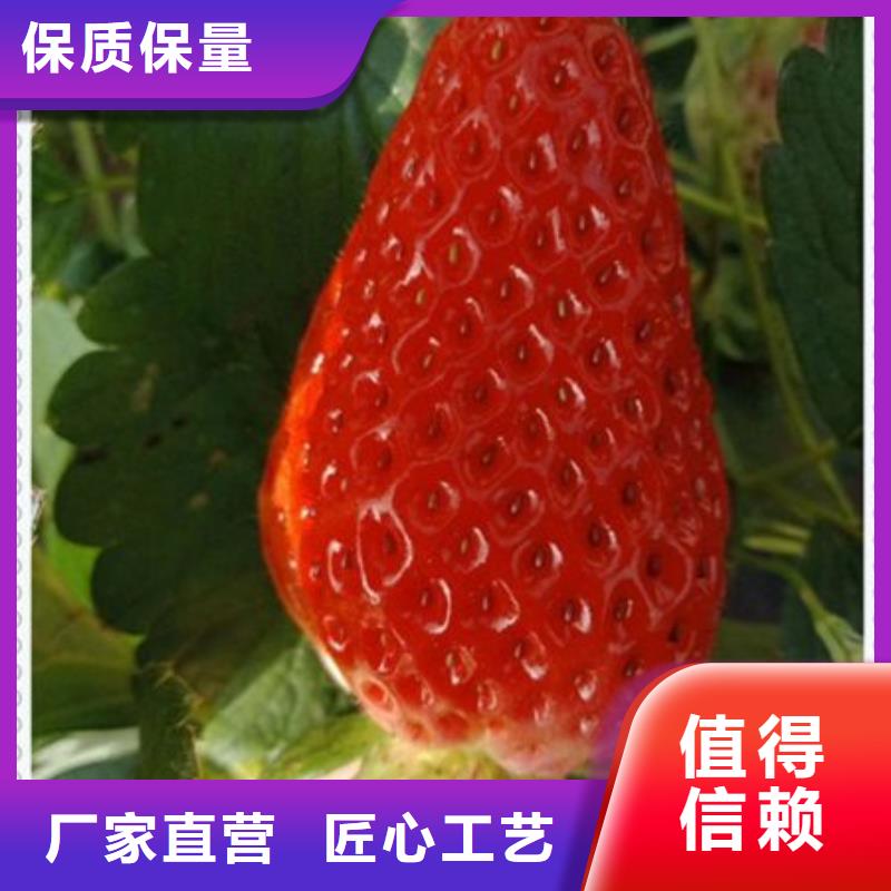 草莓苗供货及时现货销售