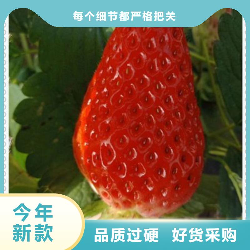草莓苗加工销售常年供应