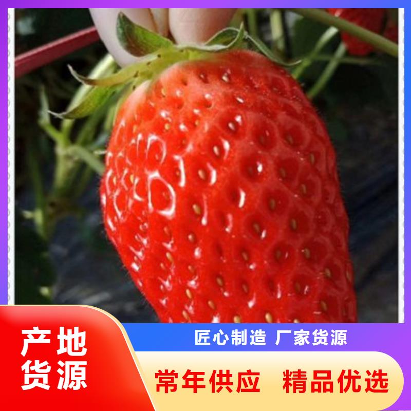 草莓苗大型厂家