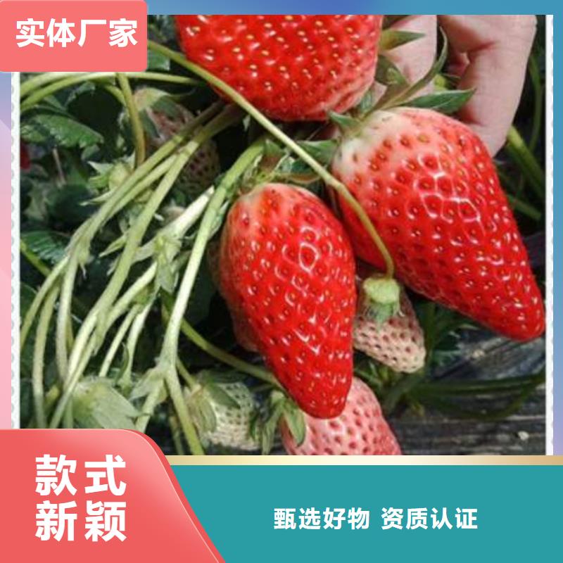 生产草莓苗厂家-可定制