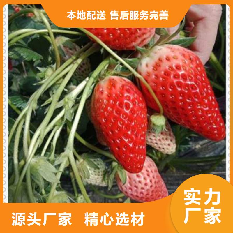 草莓苗价格、草莓苗厂家工艺成熟