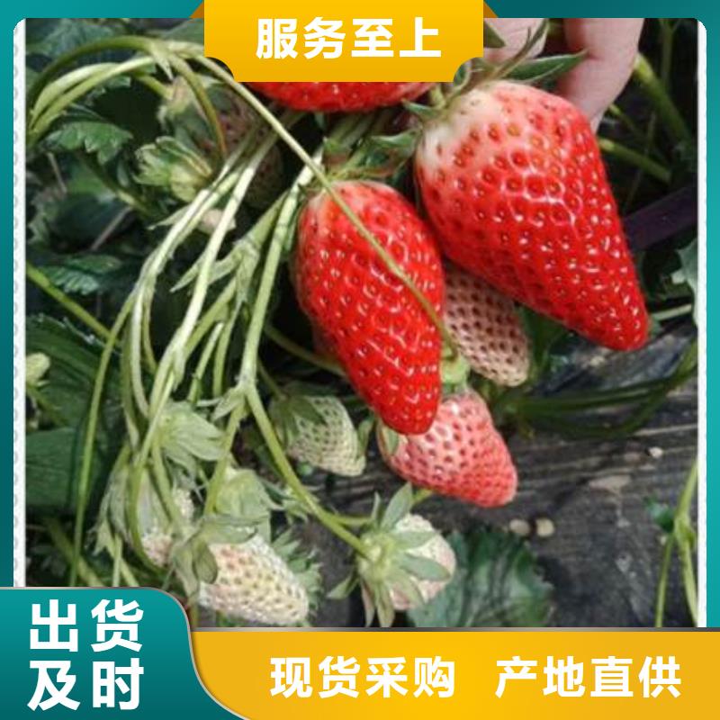 草莓苗大型厂家