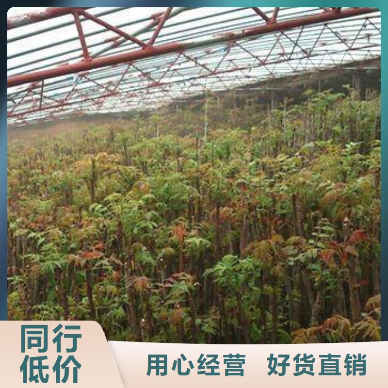 香椿苗厂家数十年行业经验质量安全可靠