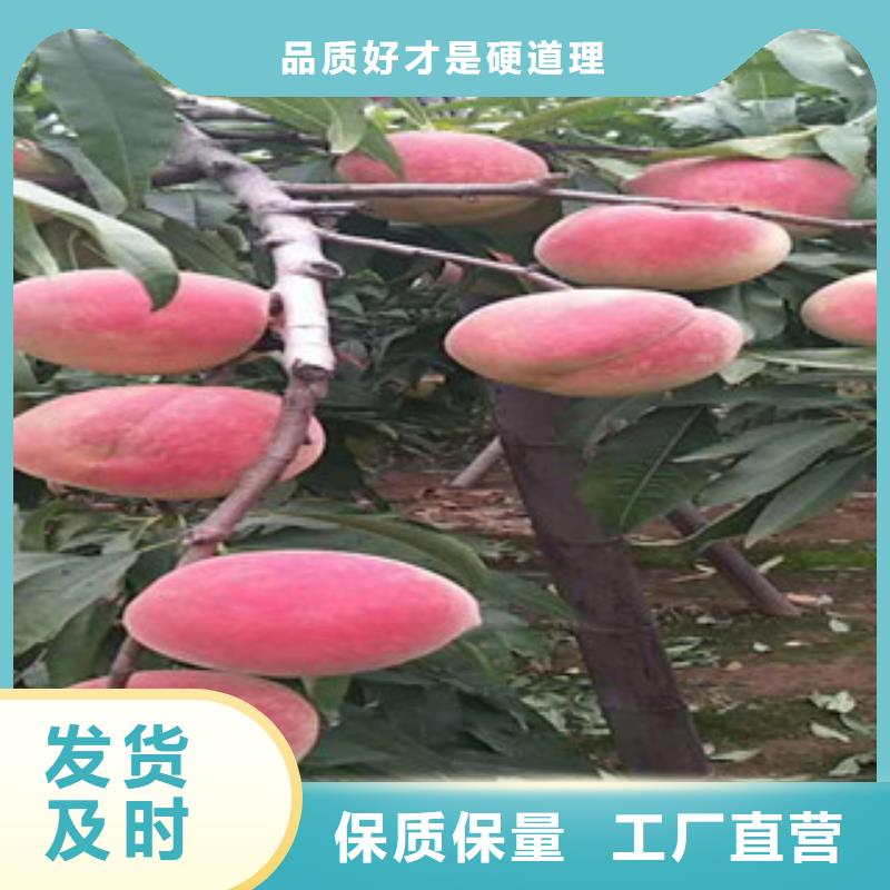 通化附近中华寿桃树苗哪里的数量大