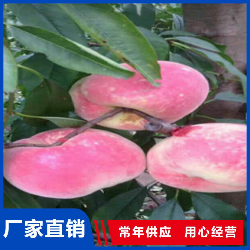 永莲蜜桃六号桃树苗种植方法