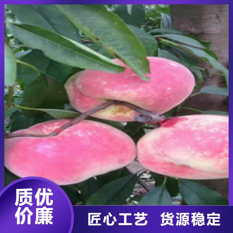 秋丽桃树苗品种介绍